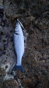 European Bass (Seabass)