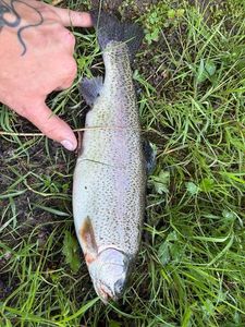 Rainbow Trout