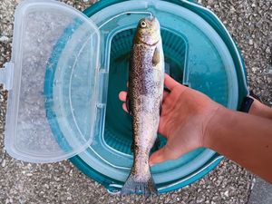 Rainbow Trout