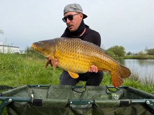Common Carp