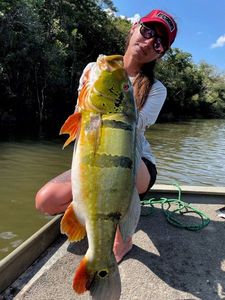 Peacock Bass ( Monoculus)