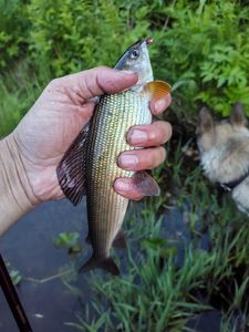 Grayling