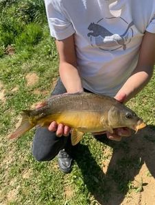 Mirror Carp