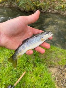 Brown Trout