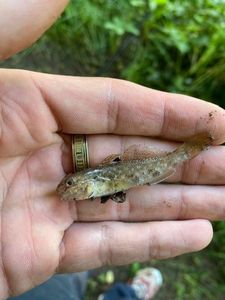 Giant Goby