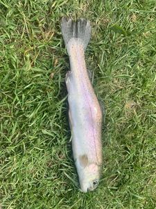 Rainbow Trout