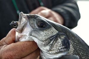 European Bass (Seabass)