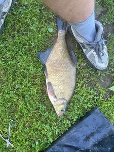 Common Bream
