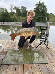 Common Carp