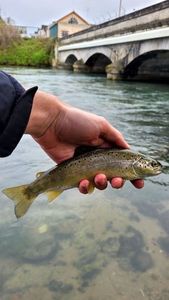 Brown Trout