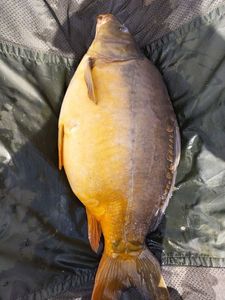 Mirror Carp