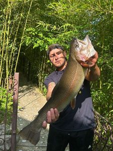 Rainbow Trout