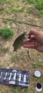 Largemouth Bass