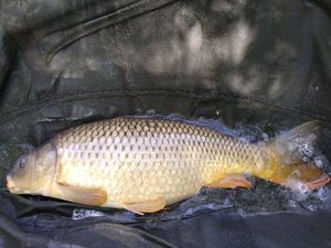 Common Carp
