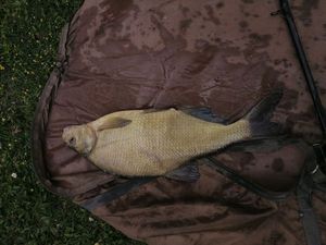 White bream