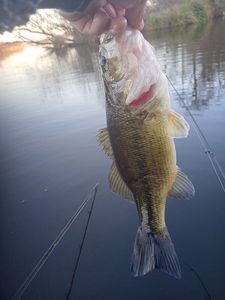 Largemouth Bass