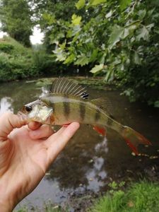European Perch