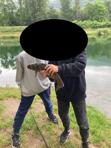 Tench