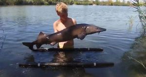 Sturgeon