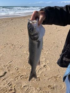 European Bass (Seabass)