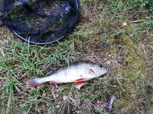 European Perch