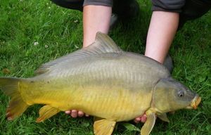 Leather Carp