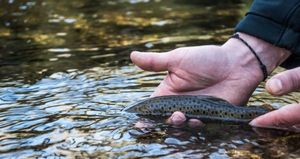 Brown Trout