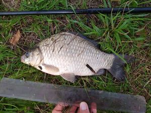 Crucian Carp
