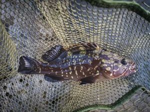 Brown Grouper (Dusky)