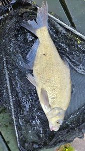 Common Bream