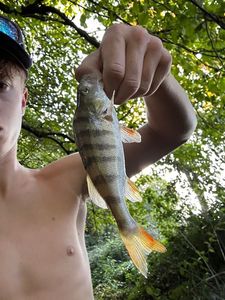 European Perch