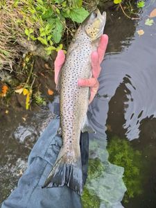 Sea Trout