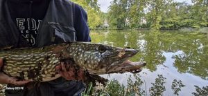 Northern Pike
