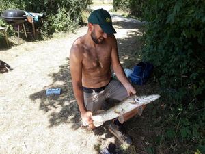Northern Pike