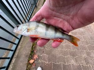 European Perch