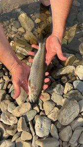 Rainbow Trout