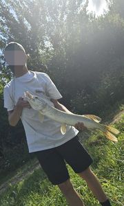 Northern Pike