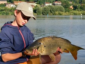 Common Carp