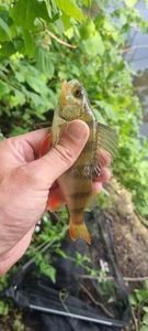 European Perch