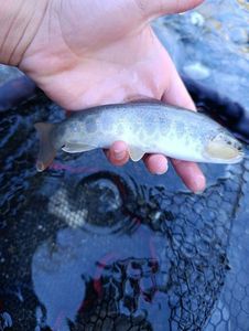 Brown Trout