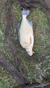 Common Bream