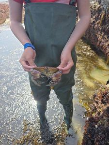 Brown Crab