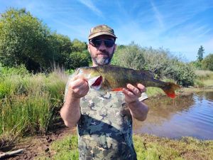 European Perch