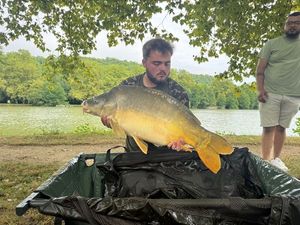 Mirror Carp