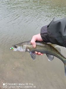 Zander