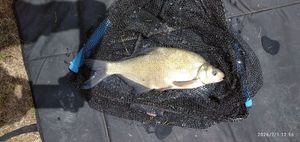 Common Bream