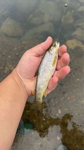 Brown Trout