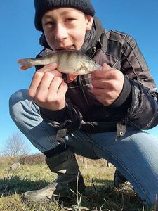 European Perch