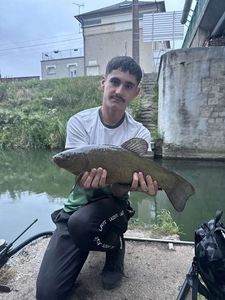 Tench