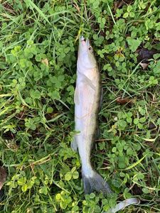 Zander